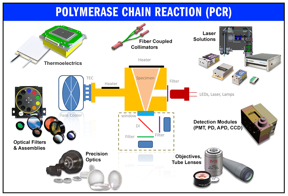 polymerase chain reaction
