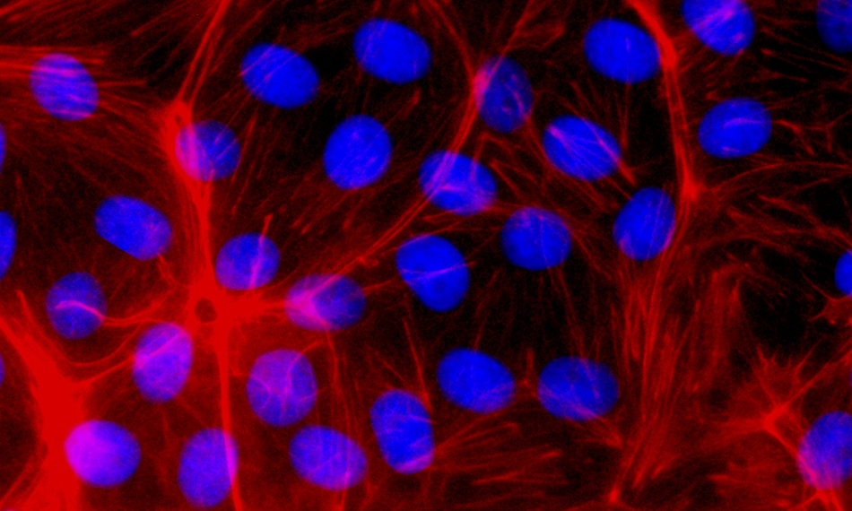 최신 UV 형광색상